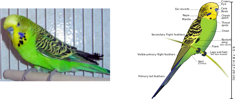 The Budgie Diet - Green Budgies (829x361), Png Download