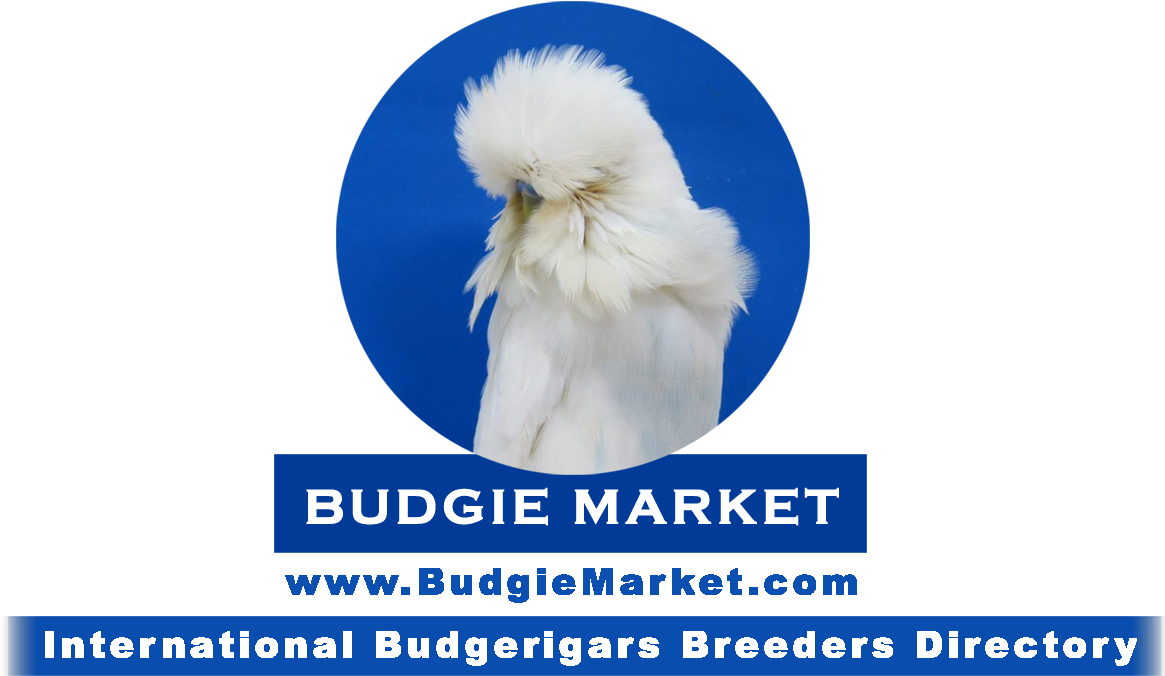 Budgie Market - Budgerigar (1166x794), Png Download