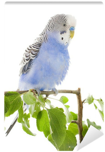Budgerigar (400x400), Png Download
