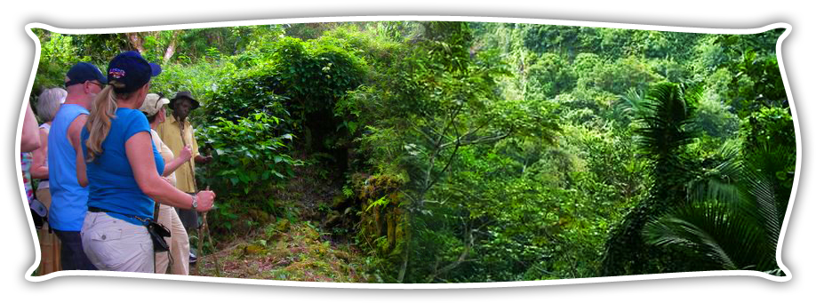 Historical Trail And Rainforest Hike Nevis - Saint Kitts And Nevis (940x350), Png Download