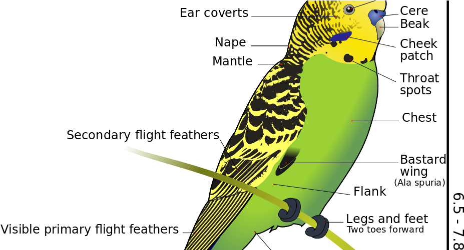 Çekoslavak Muhabbet Kuşu Özellikleri (951x500), Png Download