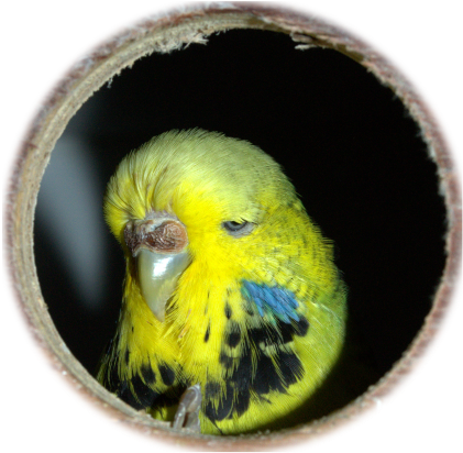 Or Email Us By Clicking Here - Budgie (480x483), Png Download