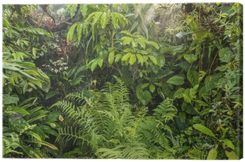 Green Tropical Background Rainforest Canvas Print • - Eheim Desert Sand Namibia Para Terrarios 2.5 Kg (400x400), Png Download