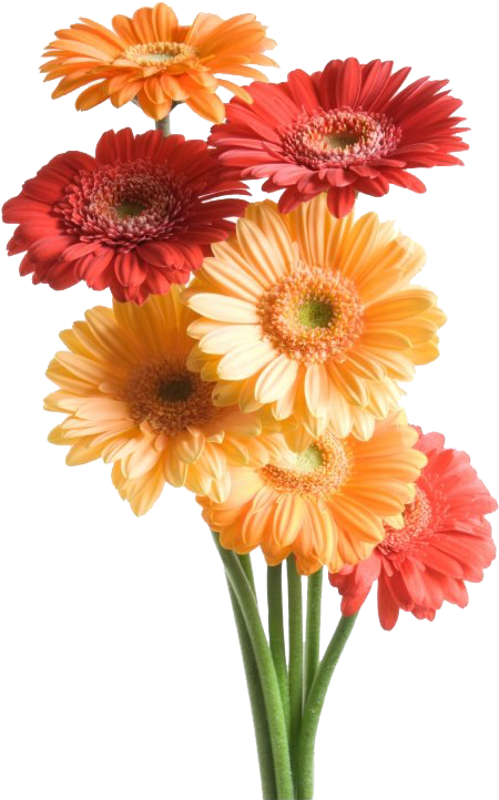Gerbera Flowers Images Png (459x730), Png Download