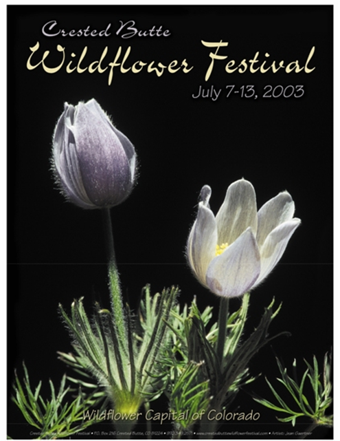 Wildflower (640x640), Png Download