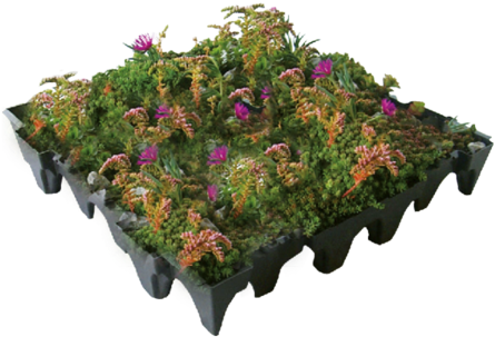 Green Roof Module - Moss And Wildflower Roof (600x400), Png Download
