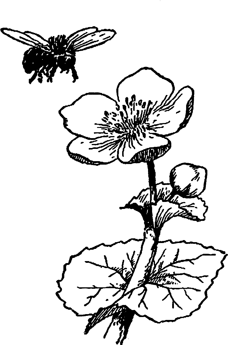 Digital Wildflower Downloads - Flower And Bee Illustration (973x1287), Png Download