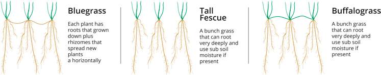 Tall Fescue - Buffalo Grass Roots (840x178), Png Download