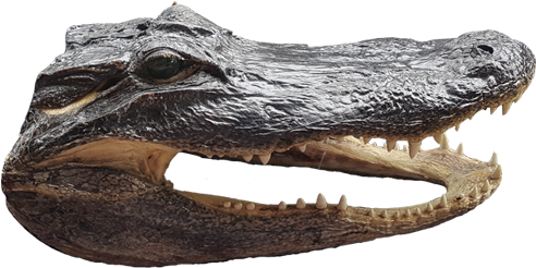 Gator Head - Buzzard Billy's (640x480), Png Download