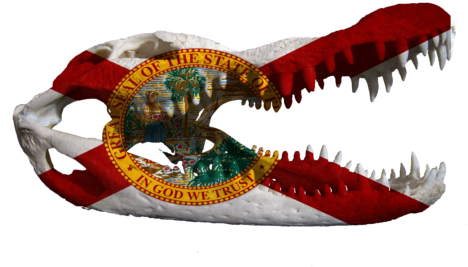 Gator Skull - Florida State Flag Tote Bag (500x375), Png Download