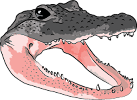 Many Teeth Are Missing, Though Many Remain (520x381), Png Download