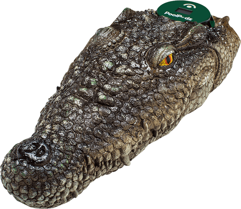 $99 - Nile Crocodile (796x693), Png Download