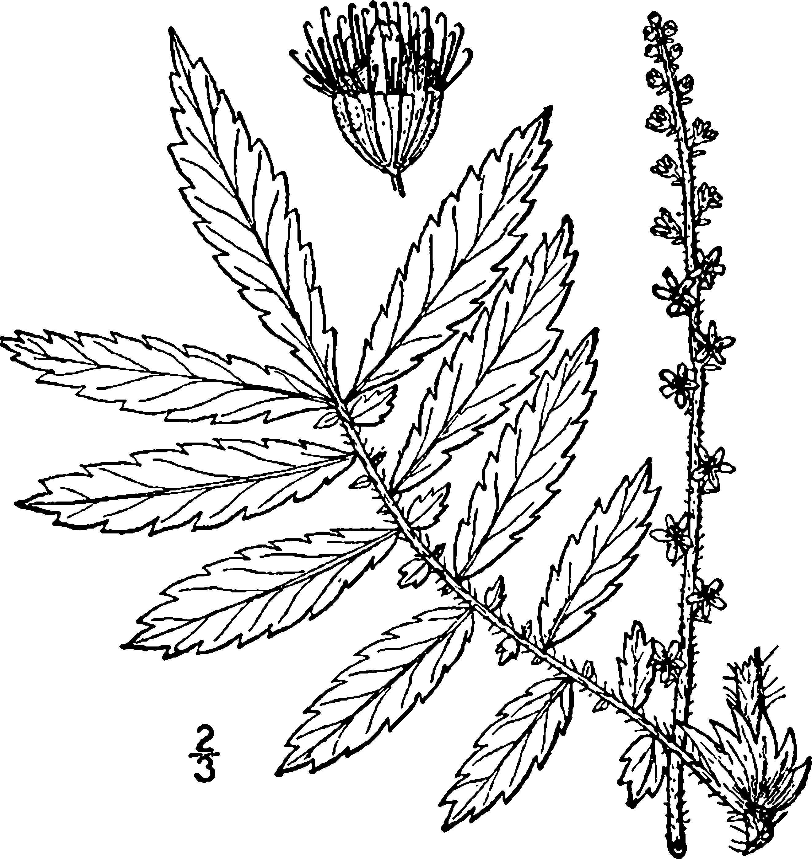 Agrimonia Parviflora Drawing - Agrimonia Parviflora (2740x2884), Png Download