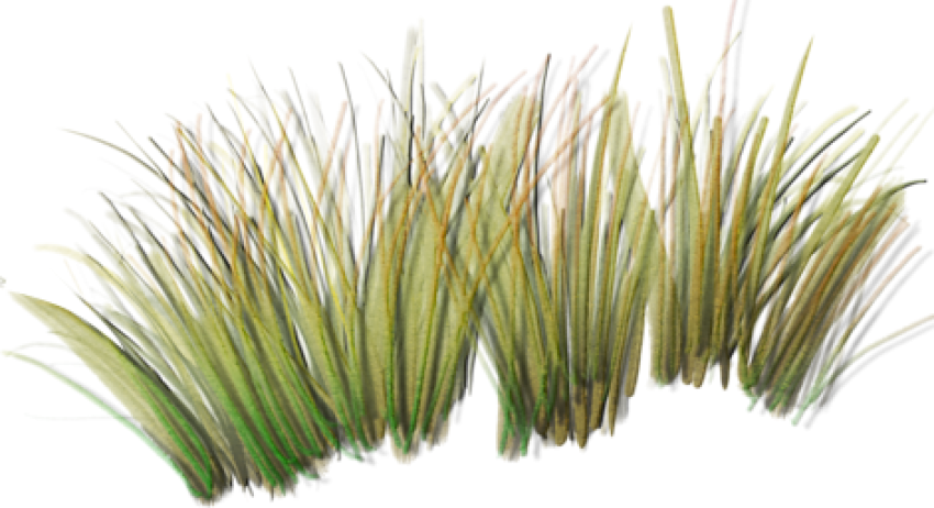 Tall Grass Png Index Of /sid/aw/textures/foliage - Grass Plants Png (471x256), Png Download