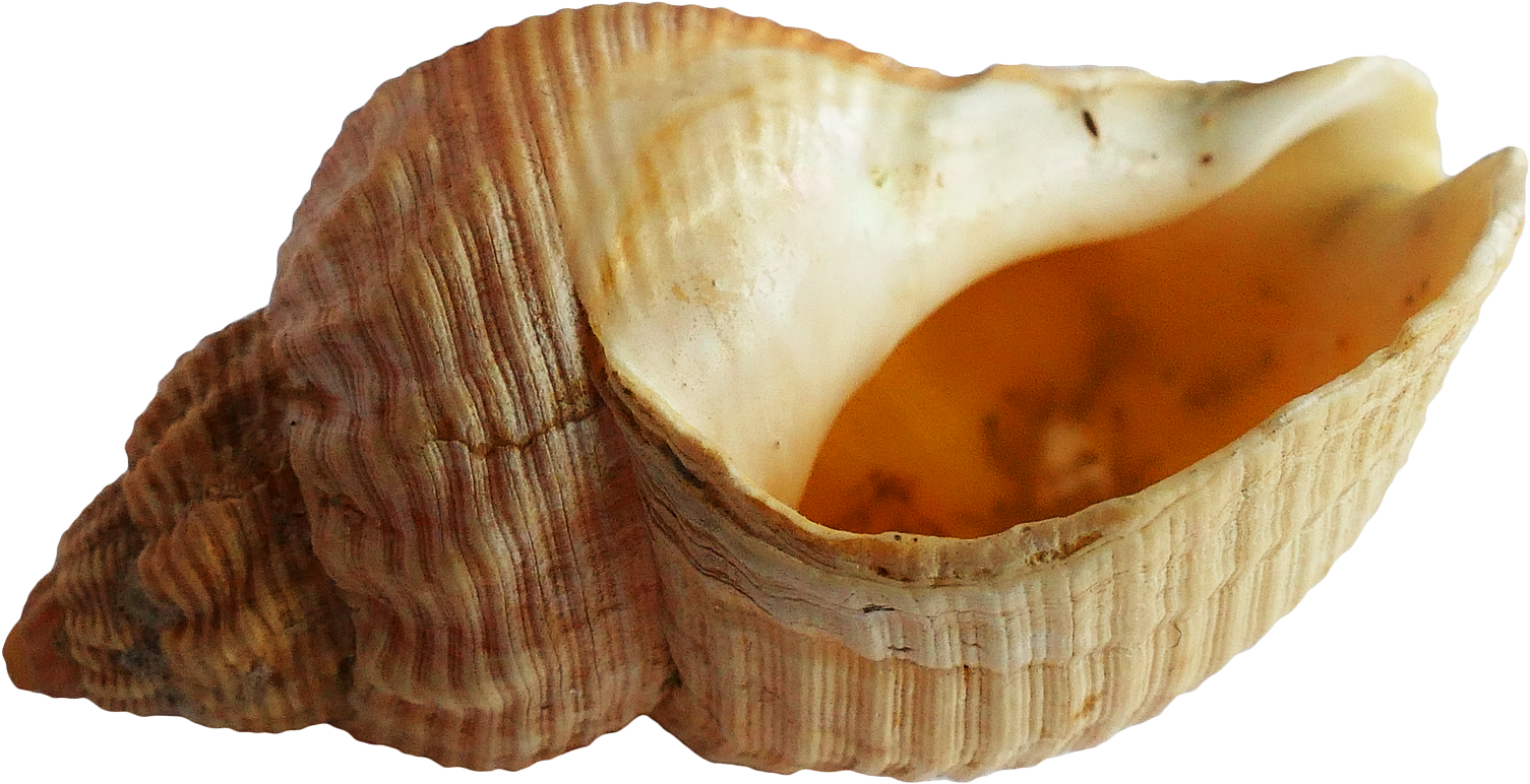Free Png Seashell Png Images Transparent - Seashell Png (850x482), Png Download