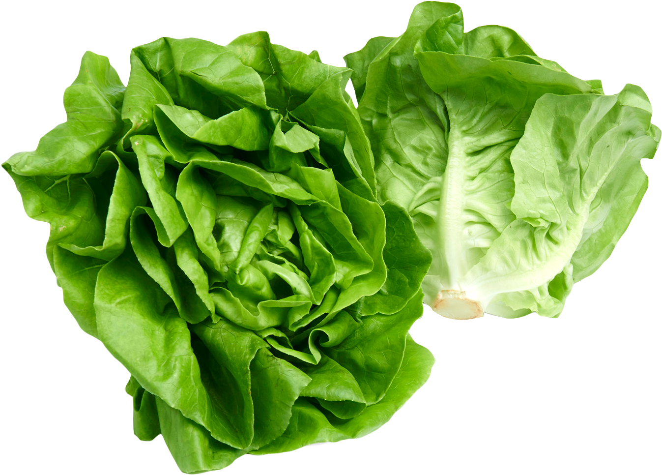 Butterhead Lettuce Png Image - Lettuce Png (1382x1010), Png Download