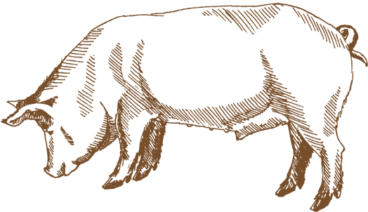 Duroc Pig Drawing - Pork Sketch (546x321), Png Download