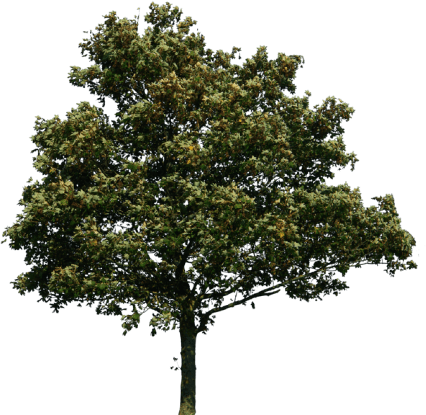 Free Png Tree Png Images Transparent - Tree Png (850x824), Png Download