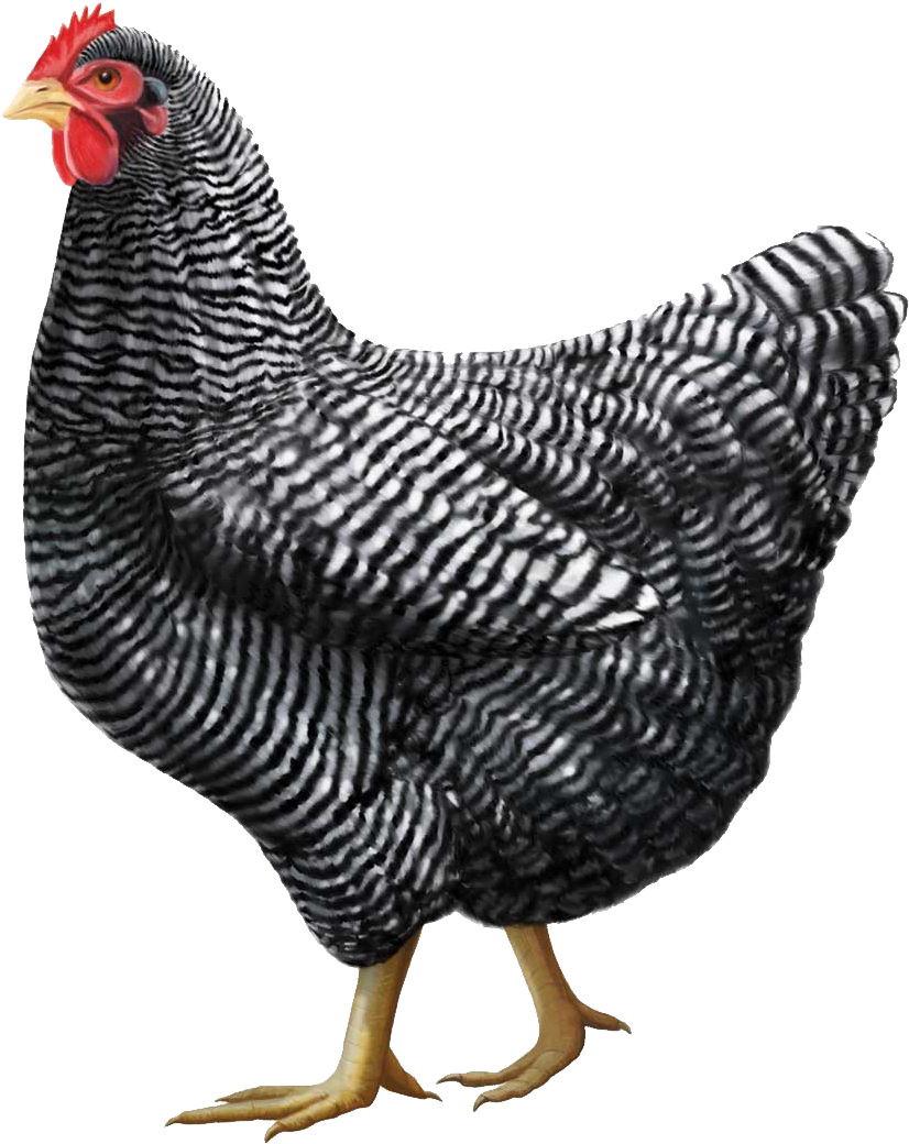 Gray Chicken Png Image Clip Art Library - Plymouth Rock Chicken (900x1151), Png Download