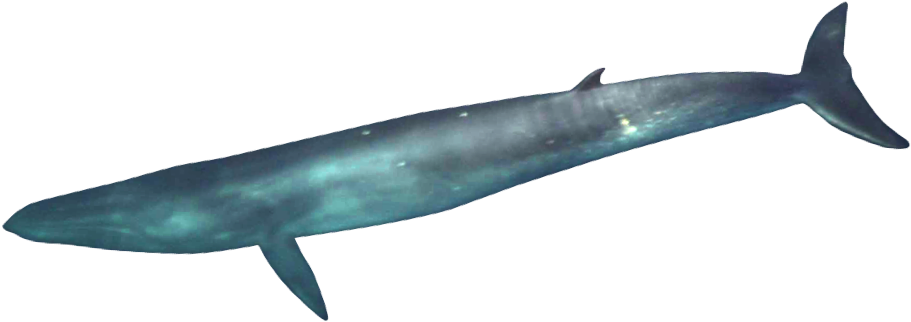 Whale Feces (911x322), Png Download