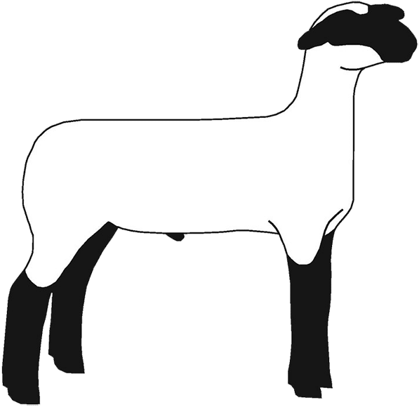 Sheep Png Images Transparent Free Download - Show Sheep Silhouette (620x600), Png Download