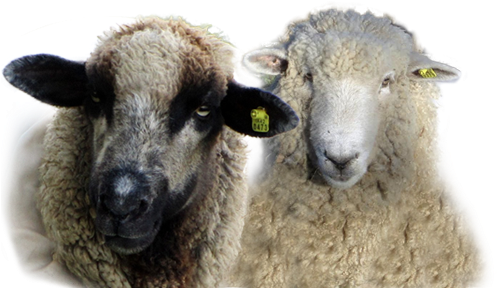 Sheep (600x330), Png Download