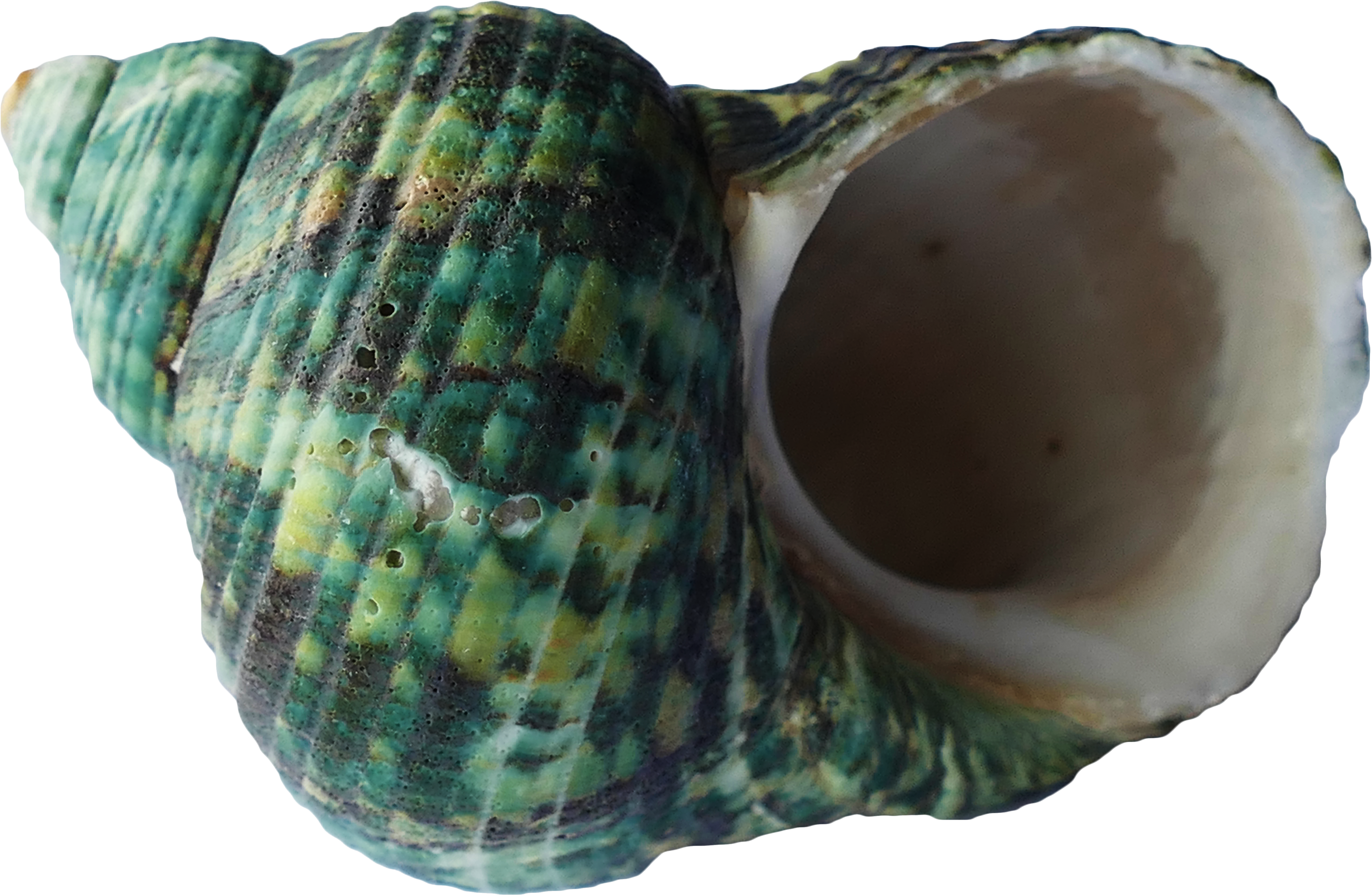 Sea Shell Ocean Beach Vacation 1325879 - Mollusc Shell (5472x3648), Png Download