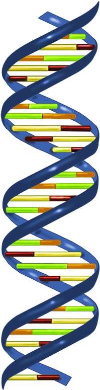 In Most Organisms, The Primary Genetic Material Is - Rna Polymerase Makes Mrna (223x789), Png Download