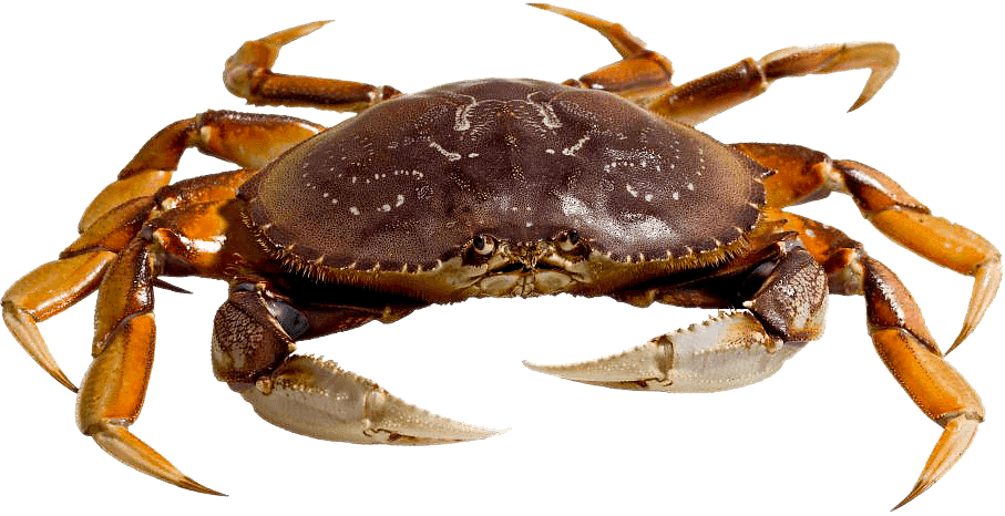 Dungeness Crab Png Clipart Free - Transparent Crab Png (907x466), Png Download