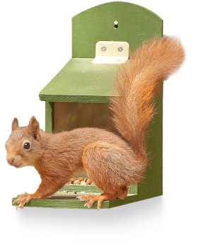 Is To Give Squirrels Their Own Supply Of Food - Fox Squirrel (363x376), Png Download