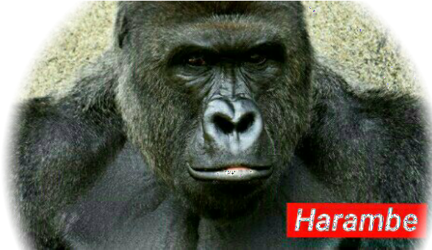 Model Image T Shirt - Harambe 2016 (637x910), Png Download