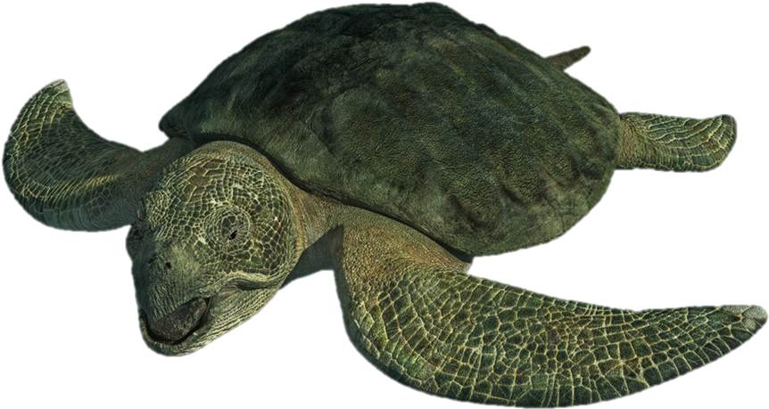 Turtle Png Download Image - Protostega Gigas (915x687), Png Download