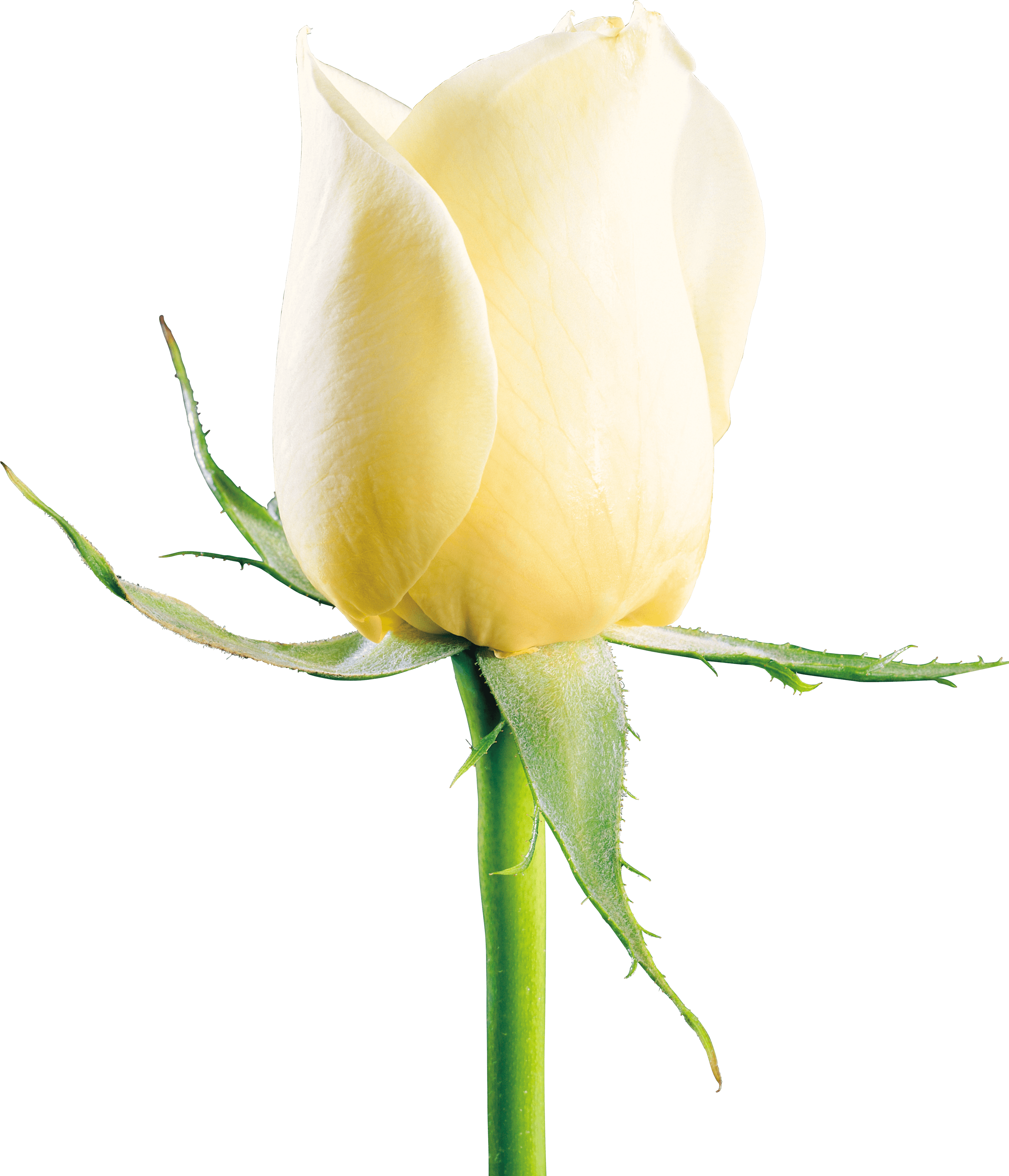 White Rose Png (1520x1772), Png Download