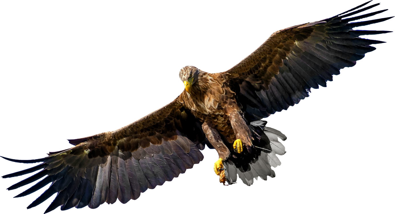 Bird Of Prey Eagle United States Family - Bird Of Prey Silhouette (628x340), Png Download