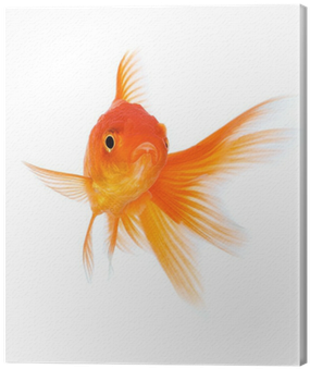 Goldfish (400x400), Png Download
