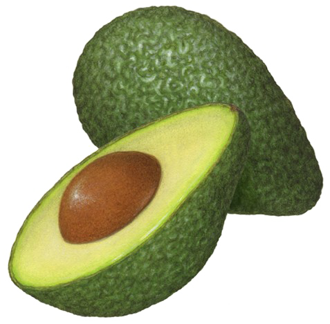 Half Avocado Png Clipart - Avocado Illustration (477x468), Png Download