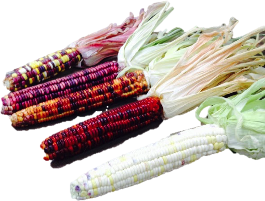 Group Of Corn (899x765), Png Download