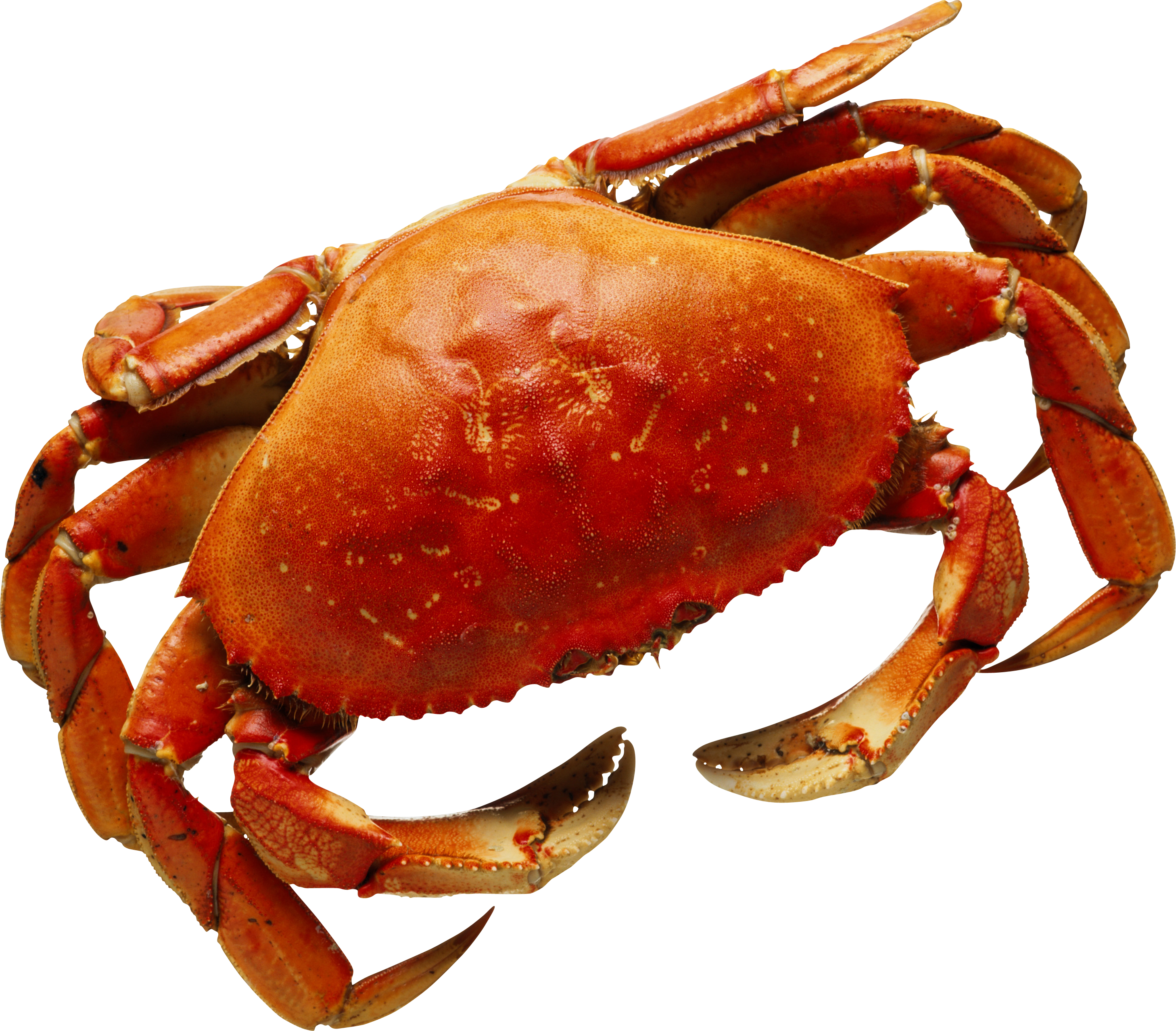 Crab In Png (2915x2555), Png Download