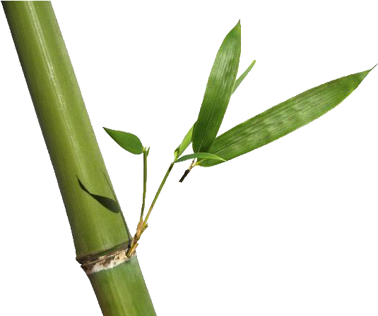 Bamboo & Rosehip Natural Foaming Facial Scrub (564x447), Png Download