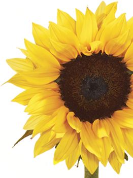 Sunflower - Sunflower Painting Png (400x350), Png Download
