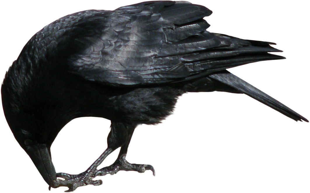 Crow Png (1144x698), Png Download