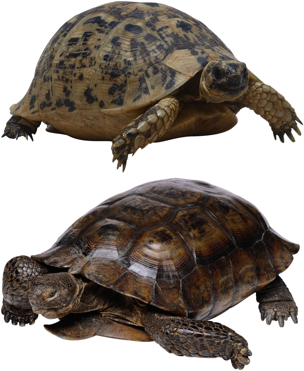 Turtle Isolated Tortoise - Crayola Educational Board Book My First Of Pets I Love (1063x1280), Png Download