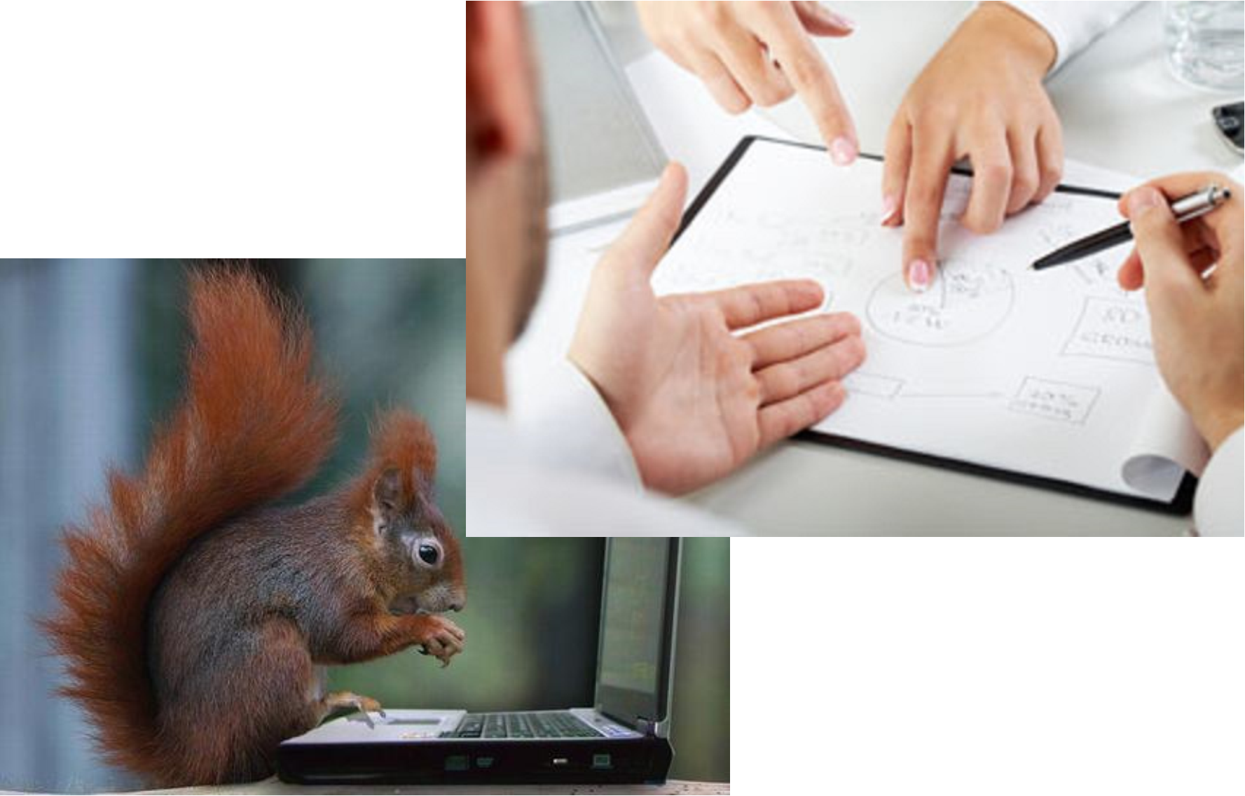 Squirrel - Eurasian Red Squirrel (1777x1137), Png Download