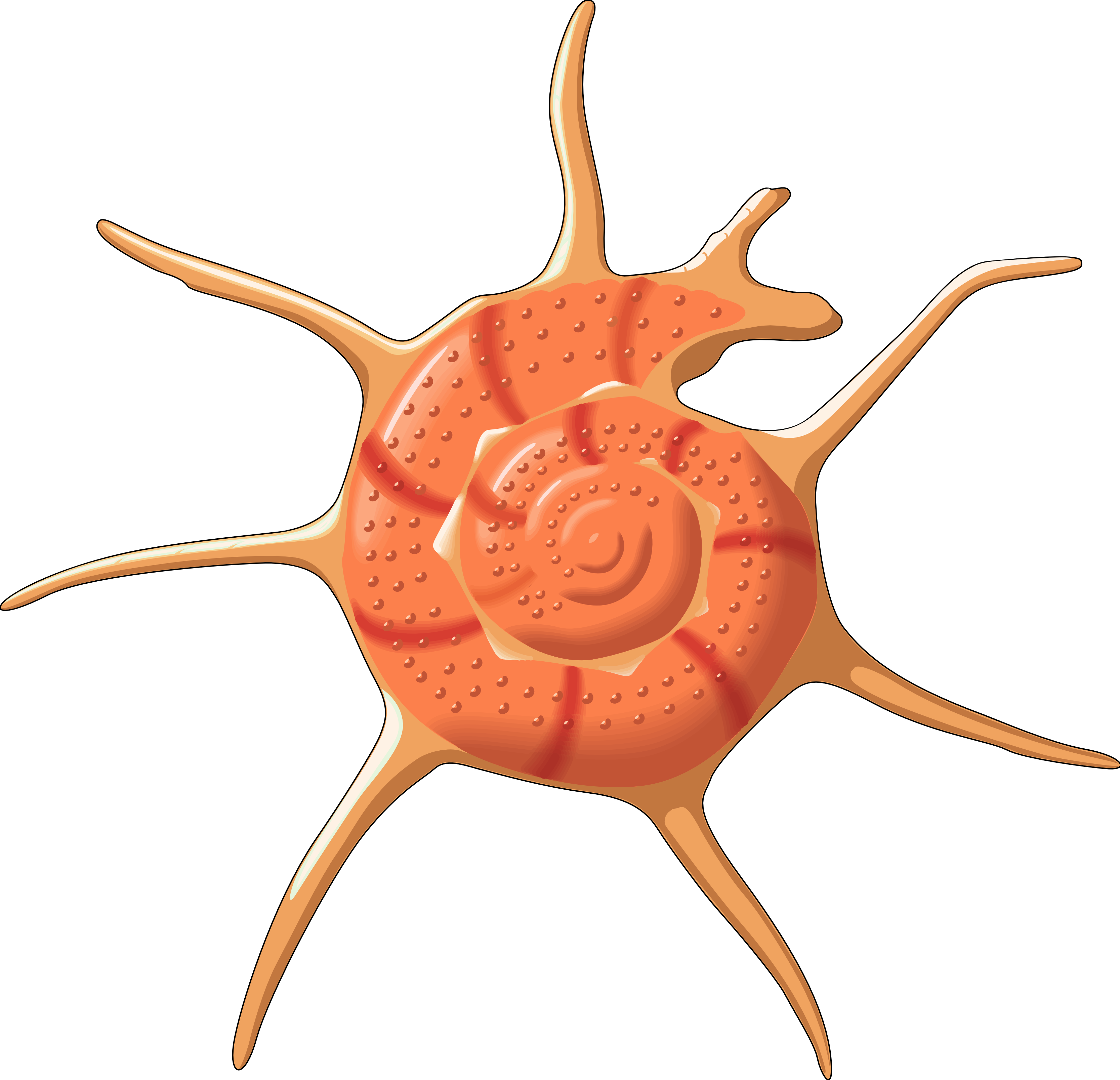 Free Icons Png - Vector Seashell Png (3333x3214), Png Download