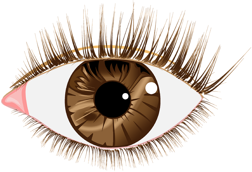 Eye Lashes Images - Brown Eyes Png Transparent (960x720), Png Download