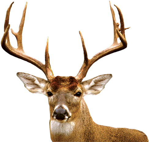 Deer - Meibomian Gland (487x464), Png Download