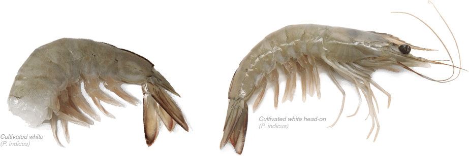 Sea (980x340), Png Download