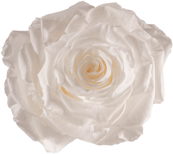 Preserved Rose Pure White - Rose (738x738), Png Download