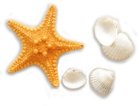 Seashell Vector Png Hermosa Beach Vacation Packages - Seashells And Starfishes Pattern (487x372), Png Download