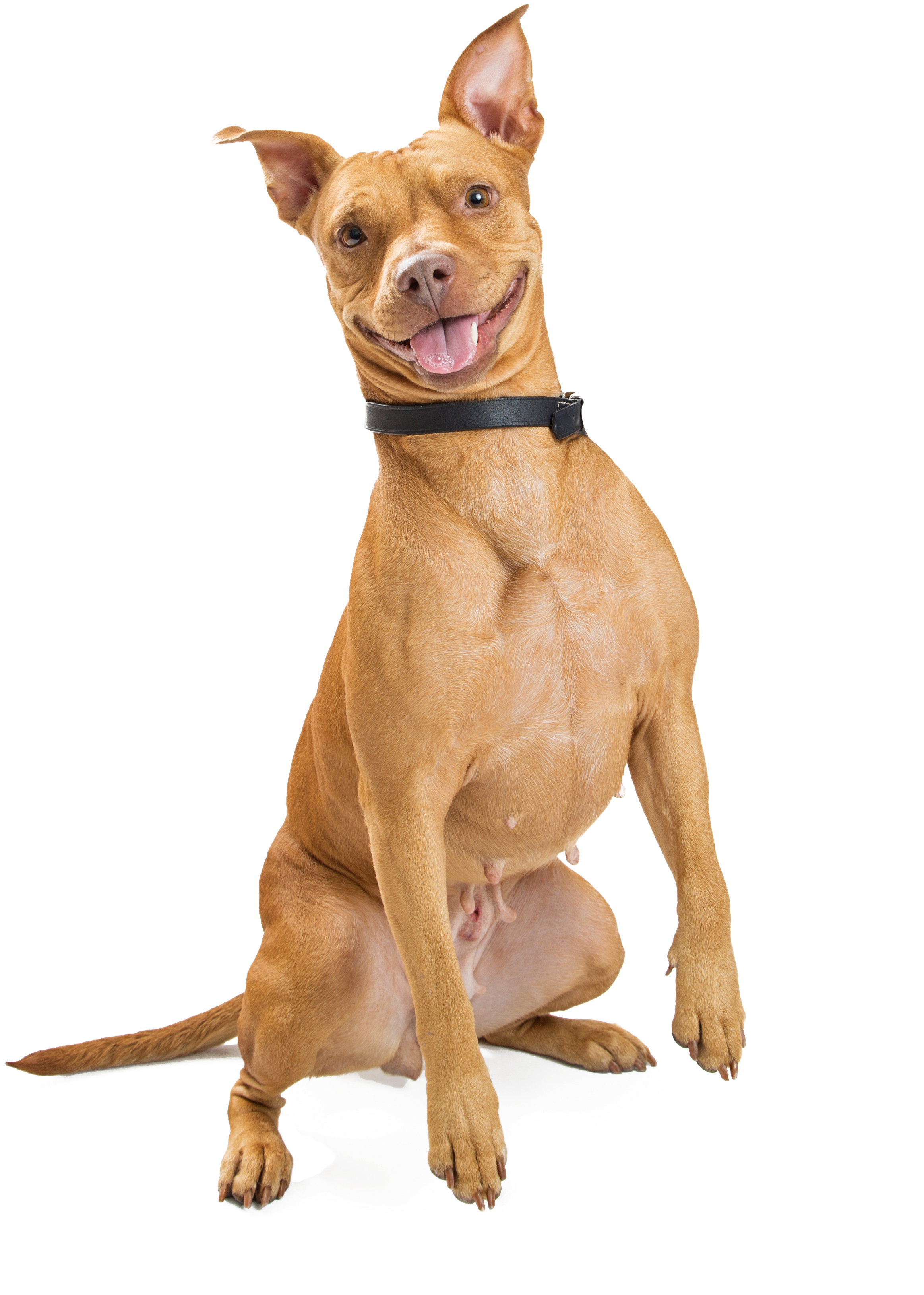 Smiling Dog - Smiling Dog Png (2711x3795), Png Download